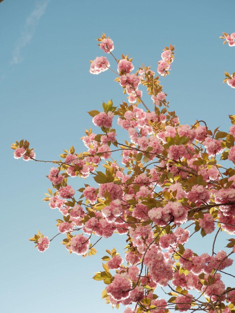 Free stock photo of annual bloom, flowers in bloom, flowers in spring
